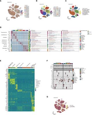 Innovative prognostic modeling in ESCC: leveraging scRNA-seq and bulk-RNA for dendritic cell heterogeneity analysis